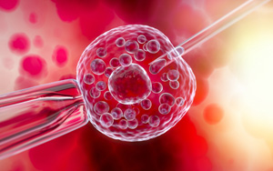 全能干細(xì)胞又添新證據(jù)!Nature子刊：科學(xué)家成功修復(fù)豬受損心臟