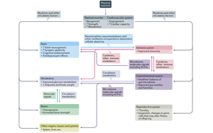 吃藥=運(yùn)動(dòng)？Nature子刊綜述運(yùn)動(dòng)“成藥”靶點(diǎn)及前景