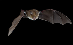 蝙蝠細胞不會感染SARS-CoV-2的原因