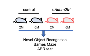 阻止認(rèn)知及聽(tīng)力衰退，Plo Bio新文給出新思路：血液中的這種蛋白質(zhì)是關(guān)鍵