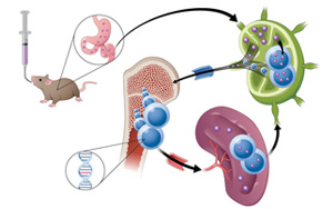 通過腸道淋巴系統(tǒng)吸收？！藥物吸收新途徑 靶向小鼠癌細(xì)胞