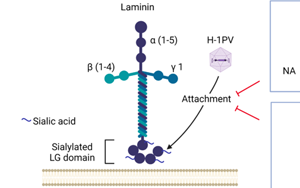 Nature子刊：威脅人類健康的兩大“殺手”病毒和癌細(xì)胞，兩強(qiáng)相遇誰(shuí)會(huì)“陣亡”？