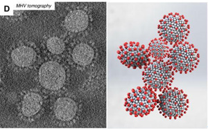研究發(fā)現(xiàn)，冠狀病毒的形狀會(huì)影響其傳播