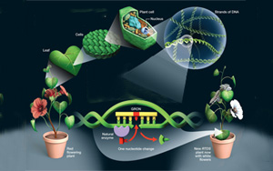 Nature子刊：“隱形”染色體傳遞積極性狀的可利用性