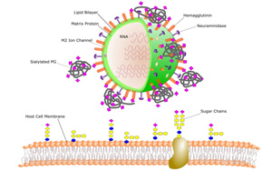 《PNAS》我們?yōu)槭裁纯偪释疤妓?？人體微生物以植物糖為食