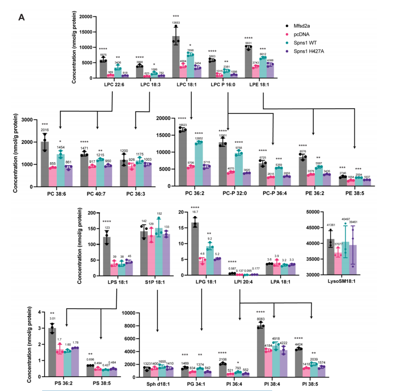 大量轉(zhuǎn)運分析揭示了Spns1的配體特異性 大量轉(zhuǎn)運分析揭示了Spns1的配體特異性