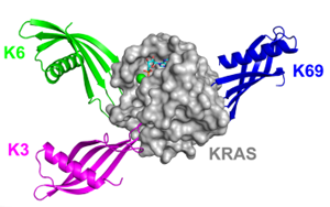 Nature子刊：鎖定“不可成藥靶點(diǎn)”，攻克臭名昭著的癌基因