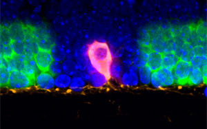 將聚光燈對(duì)準(zhǔn)組織中的細(xì)胞，這樣RNA就可以講述它們的故事！