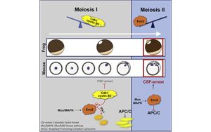 在正確的時(shí)刻停了下來(lái)：破譯減數(shù)分裂關(guān)鍵步驟的分子機(jī)制