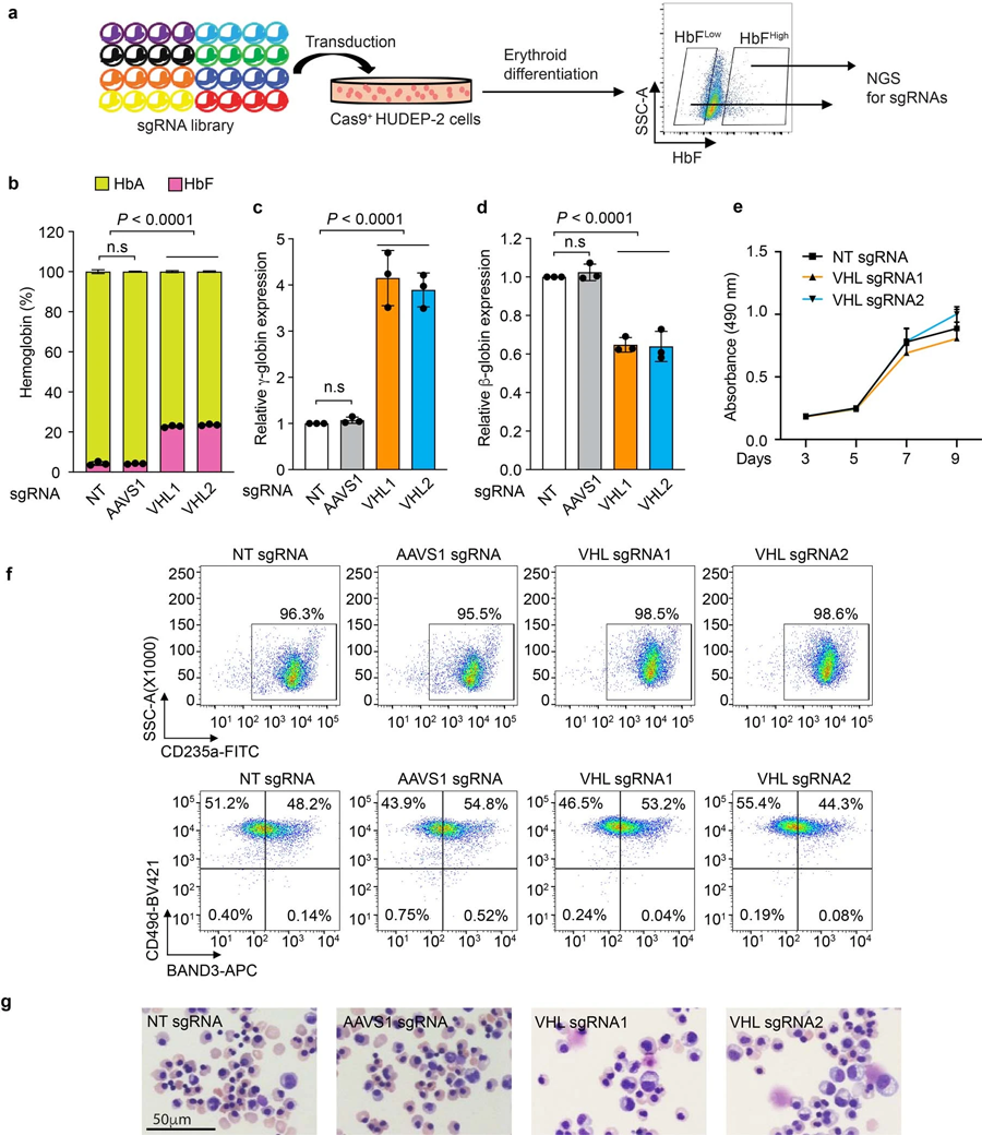 VHL基因干擾誘導胎兒血紅蛋白