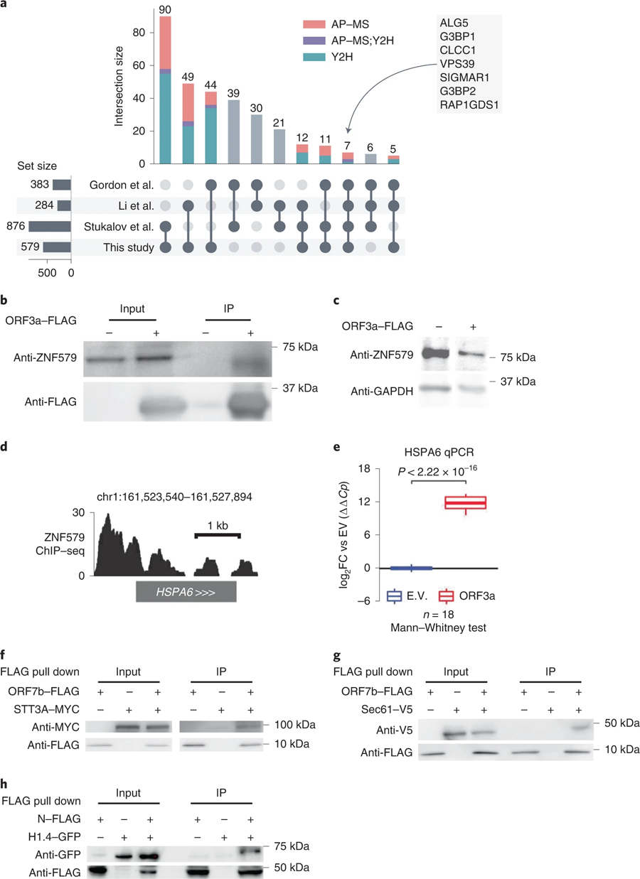 相互作用組的特征和新冠病毒-人類蛋白質(zhì)交互作用的驗證 N相互作用組的特征和新冠病毒-人類蛋白質(zhì)交互作用的驗證