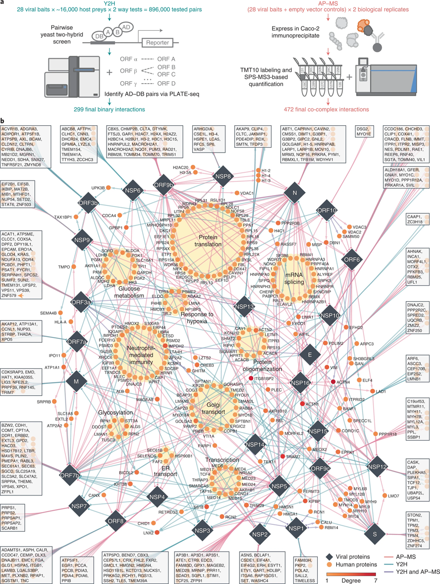 SARS-CoV-2與人類蛋白質(zhì)的相互作用 SARS-CoV-2與人類蛋白質(zhì)的相互作用