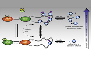 誰是蛋白質(zhì)生產(chǎn)的“指揮官”？