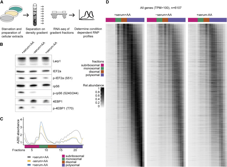 饑餓對(duì)轉(zhuǎn)譯效率和mRNA豐度的全面影響 饑餓對(duì)轉(zhuǎn)譯效率和mRNA豐度的全面影響