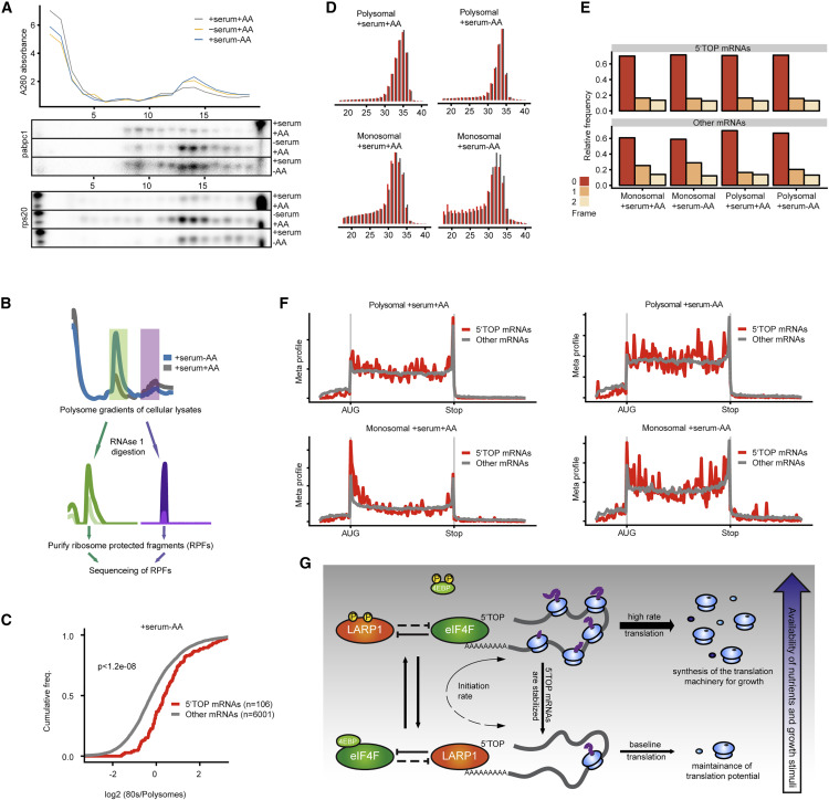 饑餓時(shí)5'TOP mRNA轉(zhuǎn)化為單體 饑餓時(shí)5'TOP mRNA轉(zhuǎn)化為單體