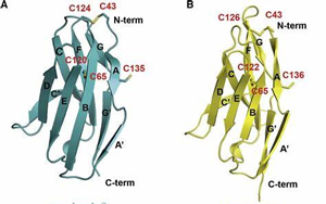 直到現(xiàn)在，科學(xué)家才破解了免疫系統(tǒng)中最重要的受體之一的分子結(jié)構(gòu)