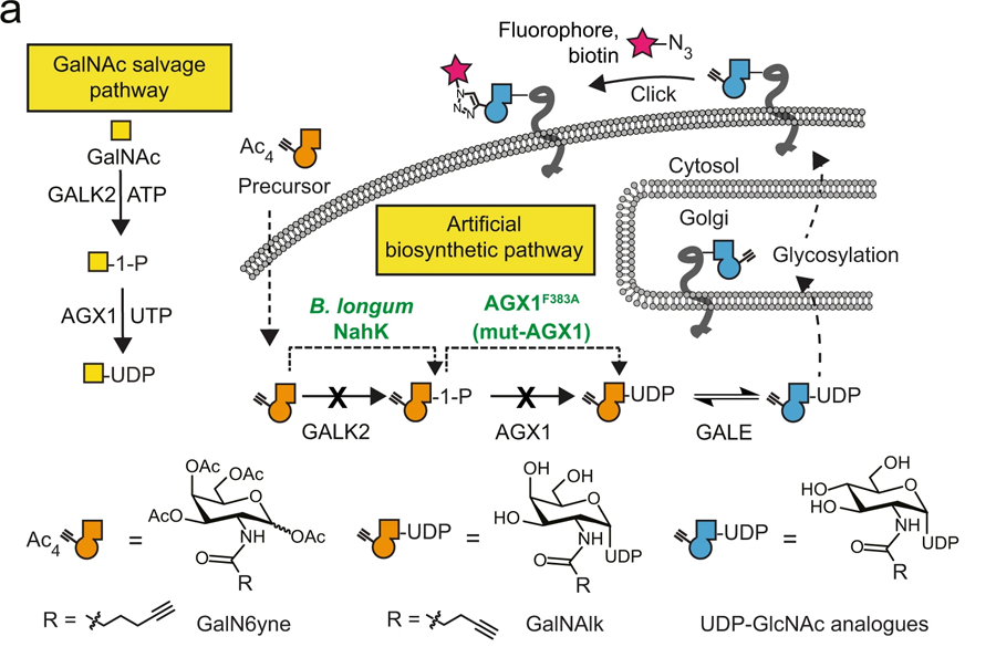 用于化學標記UDP-GalNAc/GlcNAc類似物的人工生物合成途徑的開發(fā) 用于化學標記UDP-GalNAc/GlcNAc類似物的人工生物合成途徑的開發(fā)
