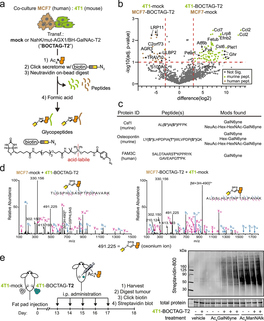 BOCTAG在共培養(yǎng)和體內(nèi)憑細胞特異性標記糖蛋白 BOCTAG在共培養(yǎng)和體內(nèi)憑細胞特異性標記糖蛋白