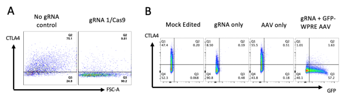 編輯CTLA-4基因和校正位點(diǎn)突變