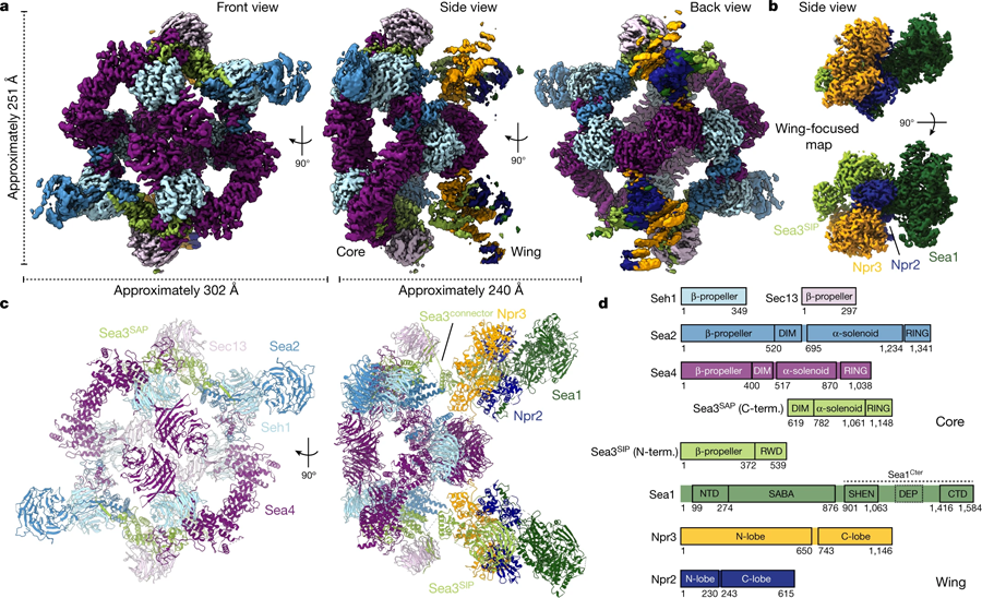 SEA復(fù)合體的Cryo-EM結(jié)構(gòu)