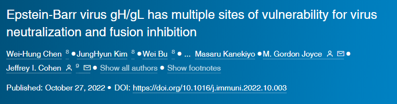 研究人員針對EB病毒的不同位點開發(fā)出一組研究性的單克隆抗體