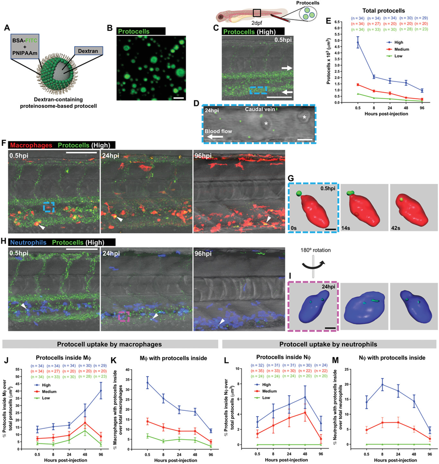 白細胞吸收了系統(tǒng)注射的自由循環(huán)原細胞 白細胞吸收了系統(tǒng)注射的自由循環(huán)原細胞體