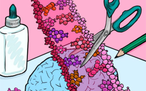 Cell Rep：隨著個體年齡的增長，大腦中RNA編輯的速度是如何增加的