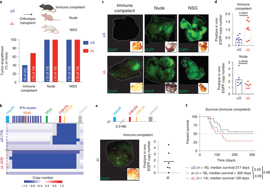 大規(guī)模4C4缺失規(guī)避了免疫編輯