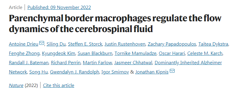 研究人員發(fā)現(xiàn)大腦周圍的免疫細(xì)胞會影響廢物從大腦中清除的效率