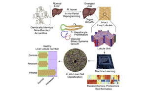 研究發(fā)現(xiàn)，古老的疾病有可能使肝臟再生？！