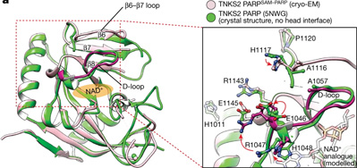 利用獲得諾貝爾獎(jiǎng)技術(shù)，Nature新研究揭示了一種涉及廣泛細(xì)胞過(guò)程的關(guān)鍵蛋白質(zhì)機(jī)制