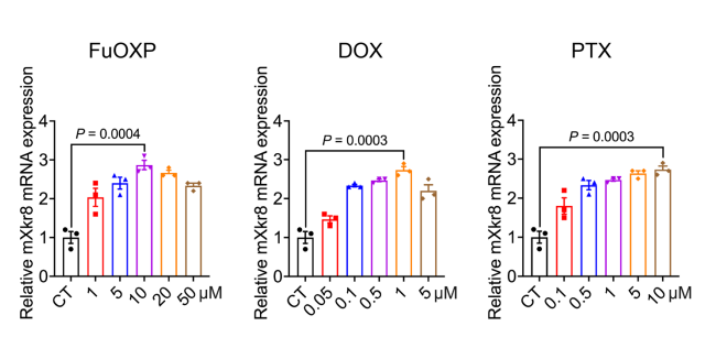 不同化療藥物對(duì)Xkr8的誘導(dǎo)作用