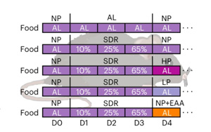 Nature Metabolism：為什么節(jié)食后脂肪會增加，高蛋白質(zhì)是如何幫助減肥的