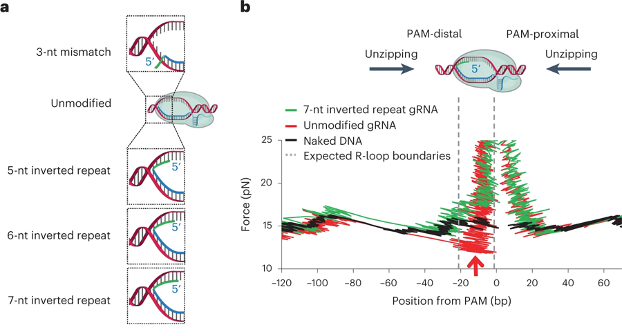 結(jié)合dCas復(fù)合物的轉(zhuǎn)錄讀取的定量測(cè)定