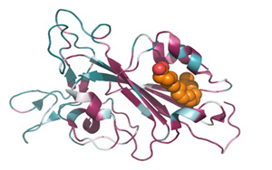 能一勞永逸解決從SARS到Omicron乃至未來變種？發(fā)現(xiàn)致命冠狀病毒共同特征！