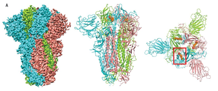 S蛋白三聚體在電子冷凍顯微鏡下，橙色分子為LA