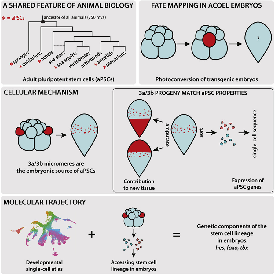 新生代細(xì)胞形成的分子軌跡 新生代細(xì)胞形成的分子軌跡