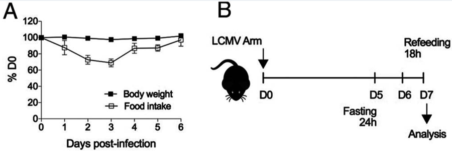 感染期間減少喂養(yǎng)會減少脾淋巴細(xì)胞數(shù)量 感染期間減少喂養(yǎng)會減少脾淋巴細(xì)胞數(shù)量