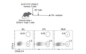 Science子刊：免疫細胞的新發(fā)現(xiàn)可以改進疫苗設(shè)計