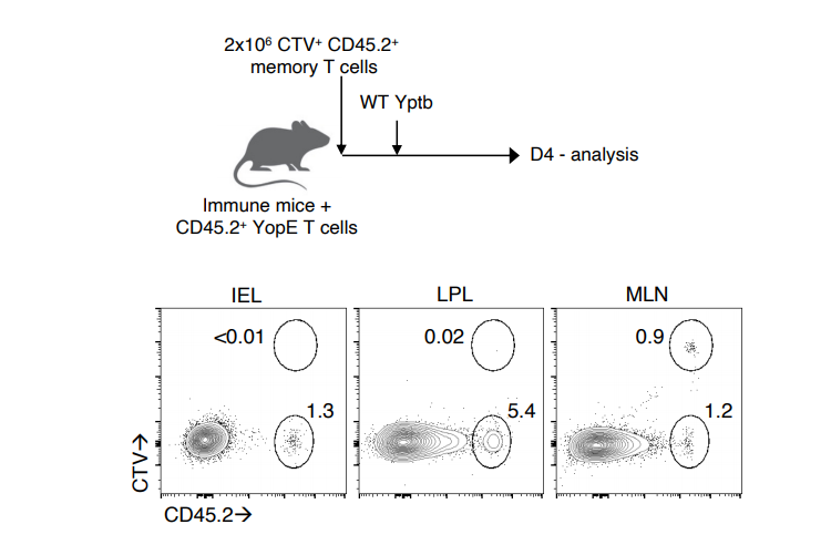 在二次感染期間不會發(fā)生記憶T細(xì)胞在腸道中的非特異性募集