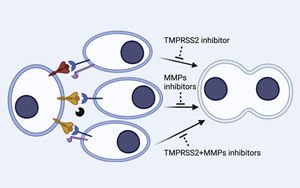研究人員發(fā)現(xiàn)了導(dǎo)致COVID-19的病毒進入細胞的新途徑