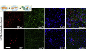 細(xì)胞編程，再現(xiàn)人類細(xì)胞獨(dú)特特征的神經(jīng)網(wǎng)絡(luò)