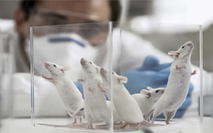 PNAS：最新發(fā)現(xiàn)！常見(jiàn)的甜味劑阿斯巴甜或與焦慮癥發(fā)生直接相關(guān)