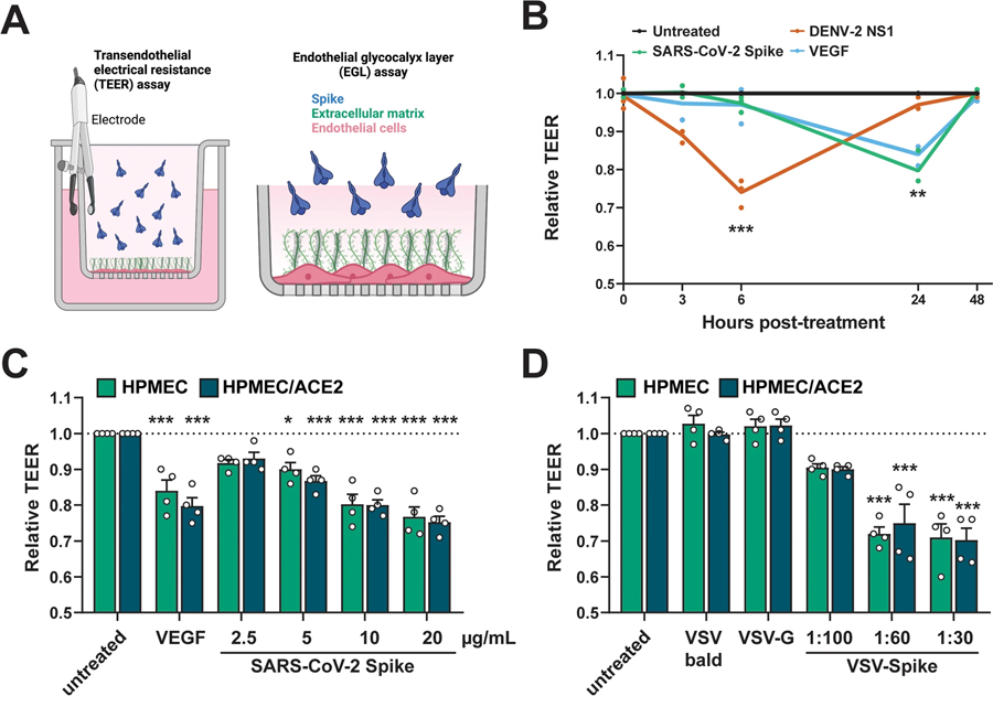 SARS-CoV-2 S觸發(fā)內(nèi)皮和上皮滲透性屏障