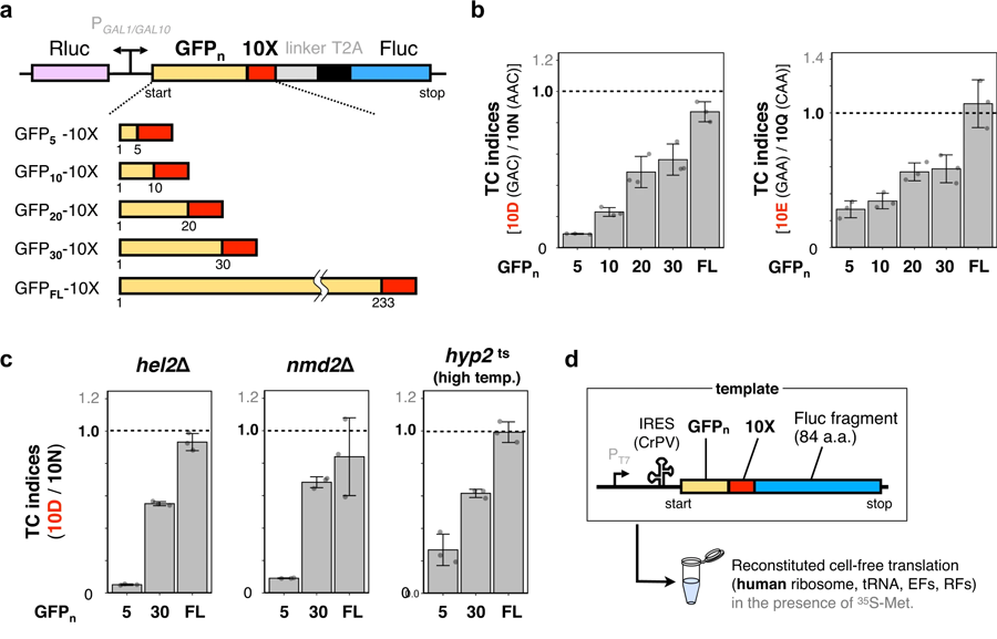 N末端區(qū)域中連續(xù)帶負(fù)電荷的氨基酸過早終止翻譯