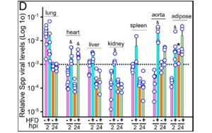 感染新冠誘發(fā)心肌炎？或因病毒S蛋白導(dǎo)致心肌纖維化和收縮功能受損