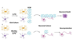 26年前發(fā)現(xiàn)的抗衰老蛋白可以對抗炎癥，避免神經元死亡