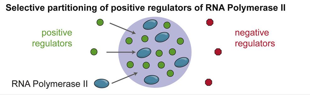 RNA聚合酶II正調控因子的選擇性分配