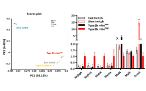 帕金森治療有望！科學家在小鼠四肢中發(fā)現(xiàn)“超快”肌肉纖維