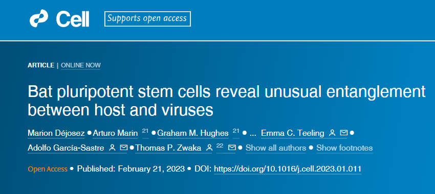 研究人員從蝙蝠身上培育出了第一個(gè)誘導(dǎo)多能干細(xì)胞(iPSCs) 研究人員從蝙蝠身上培育出了第一個(gè)誘導(dǎo)多能干細(xì)胞(iPSCs)